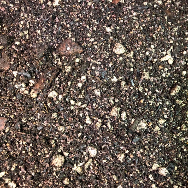 Rooting For You Plant Nursery - Vendita all'ingrosso Terriccio per piante/vasi - Miscela per invasatura Schefflera Premium2