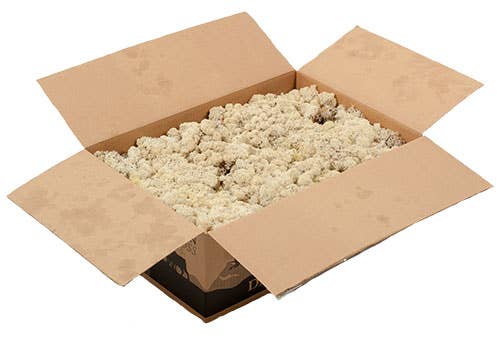 Dutch Flower Lady - Wholesale Dried/Pressed Flowers - Preserved Reindeer Moss 6 choose from colors8