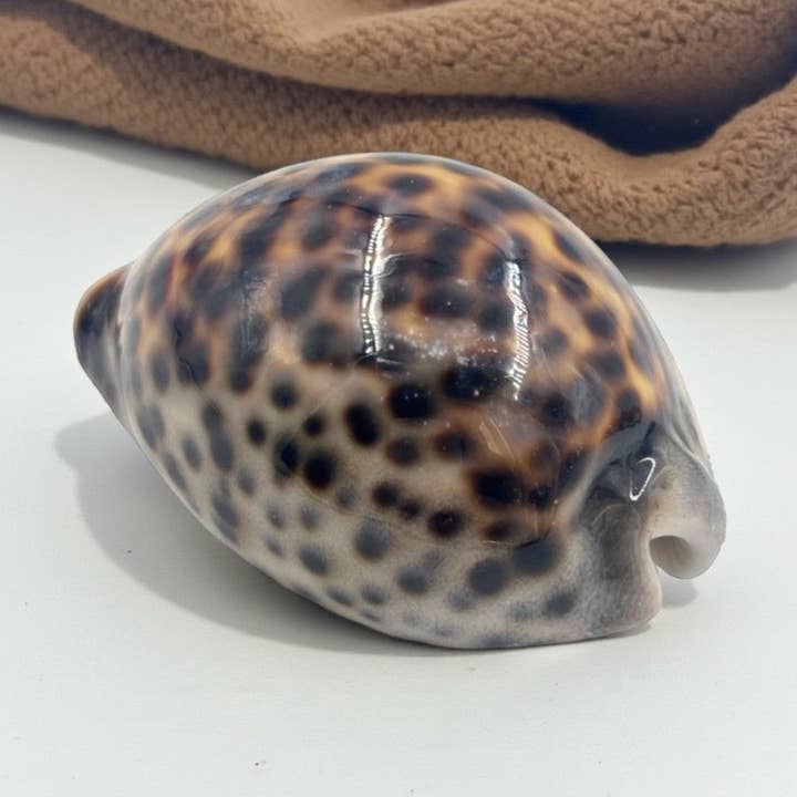 Porcelaine tigre pour la vente par Earths Elements Wholesale