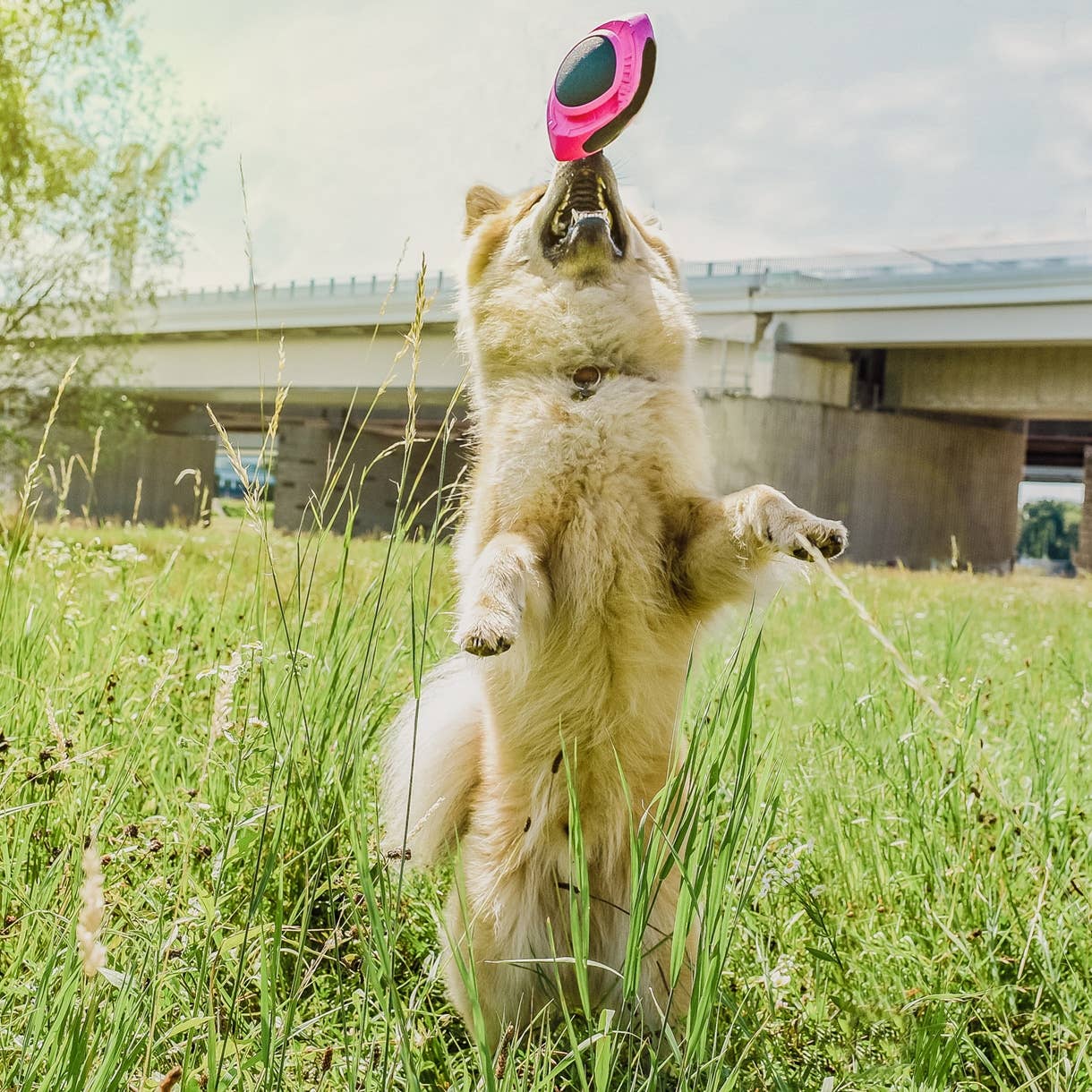 ne&no - Wholesale Pet Fetch Ball - Dog - ne&no® Dog Football – floats – neon pink – Fetch13