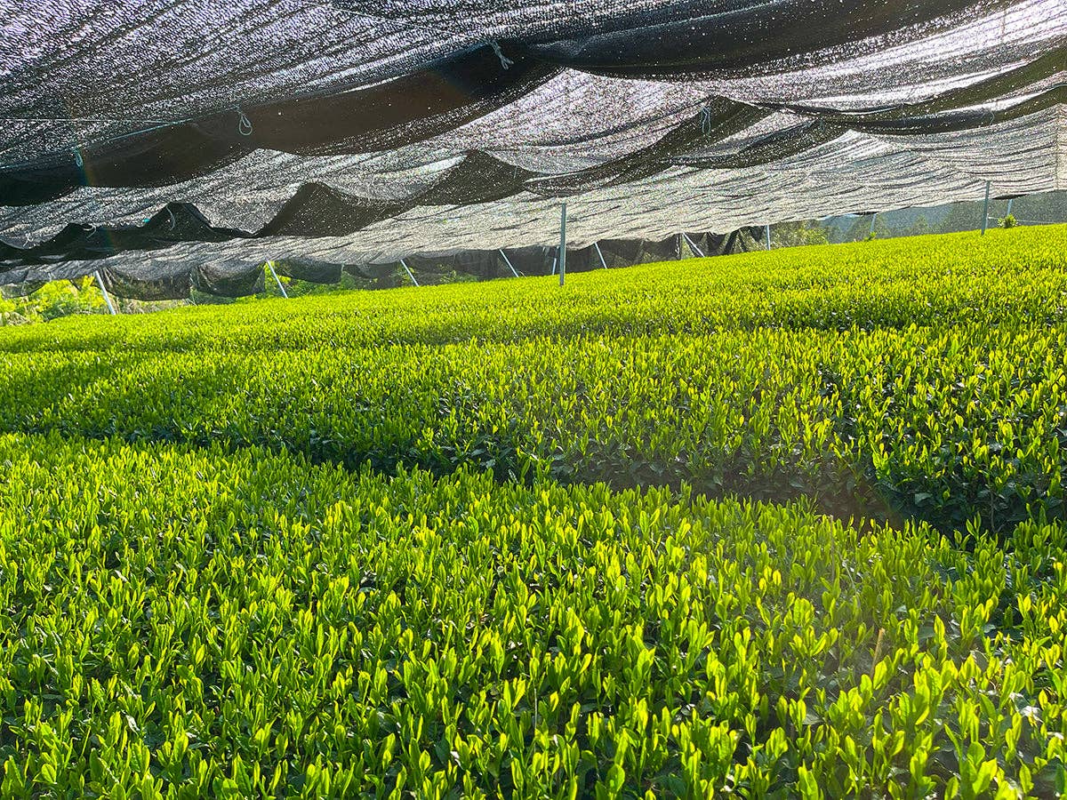 Elmwood Inn Fine Teas - Wholesale Health/Detox Tea - Matcha Organic Green Tea | Culinary Grade1