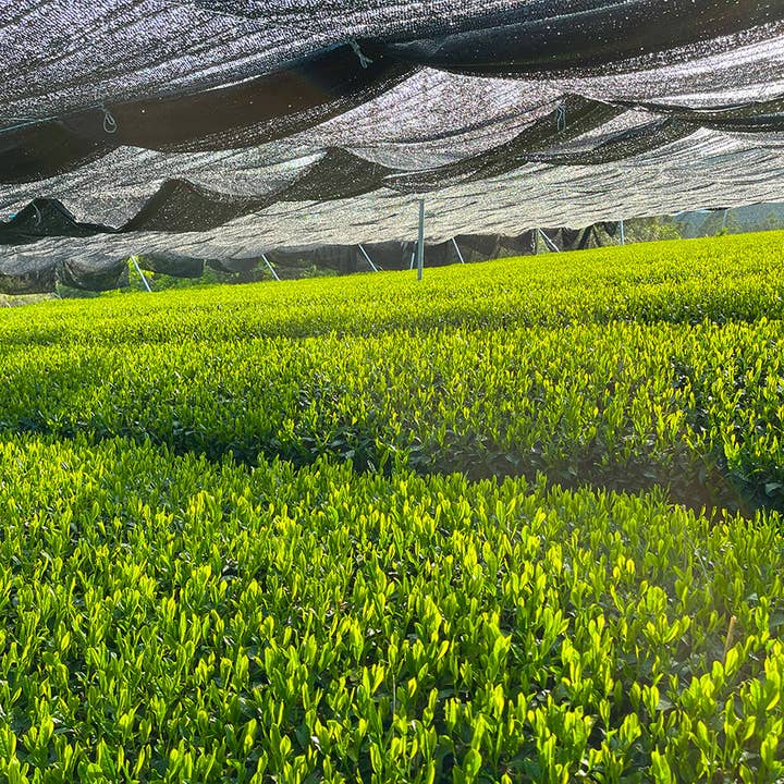 Elmwood Inn Fine Teas - Wholesale Health/Detox Tea - Matcha Organic Green Tea | Culinary Grade1