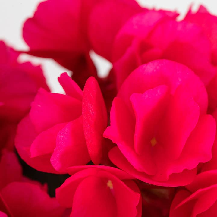 The Little Botanical – wholesale Live plant – British Grown Betulia - Bright Pink