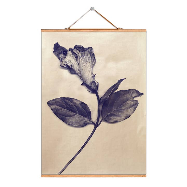 Ilustração da imagem da rolagem # 079/Plantos/Hibiscus gold por atacado de Eicie