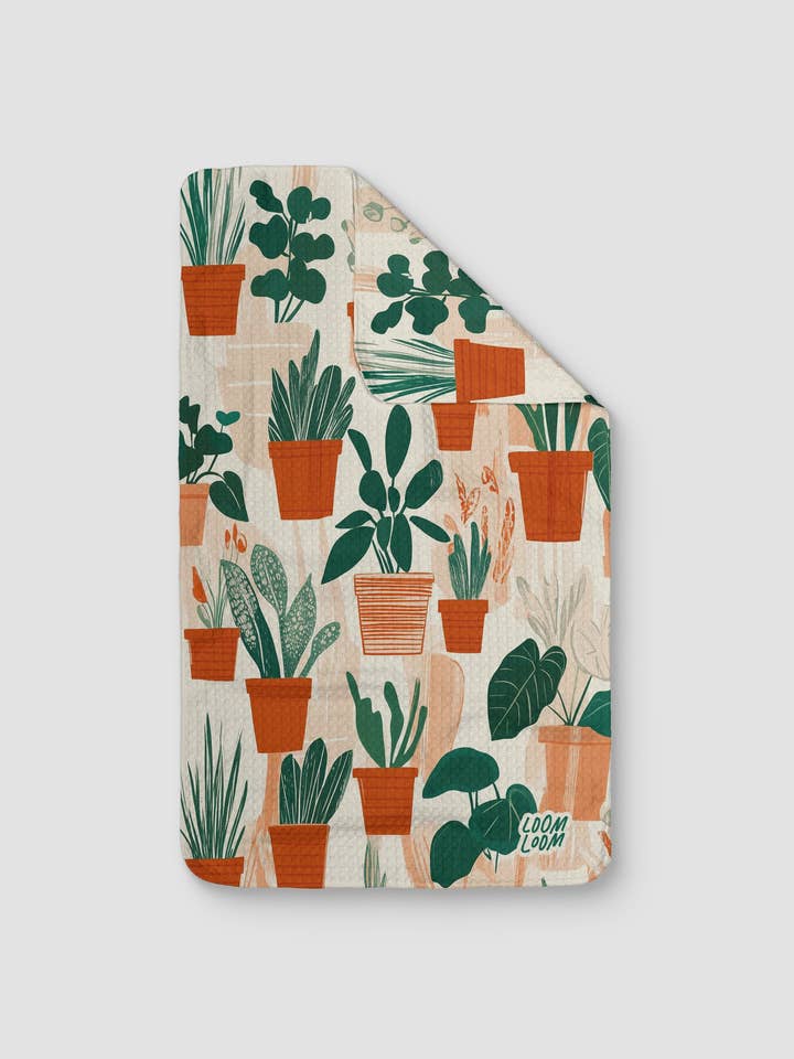 Big Houseplants for wholesale by Loom Loom