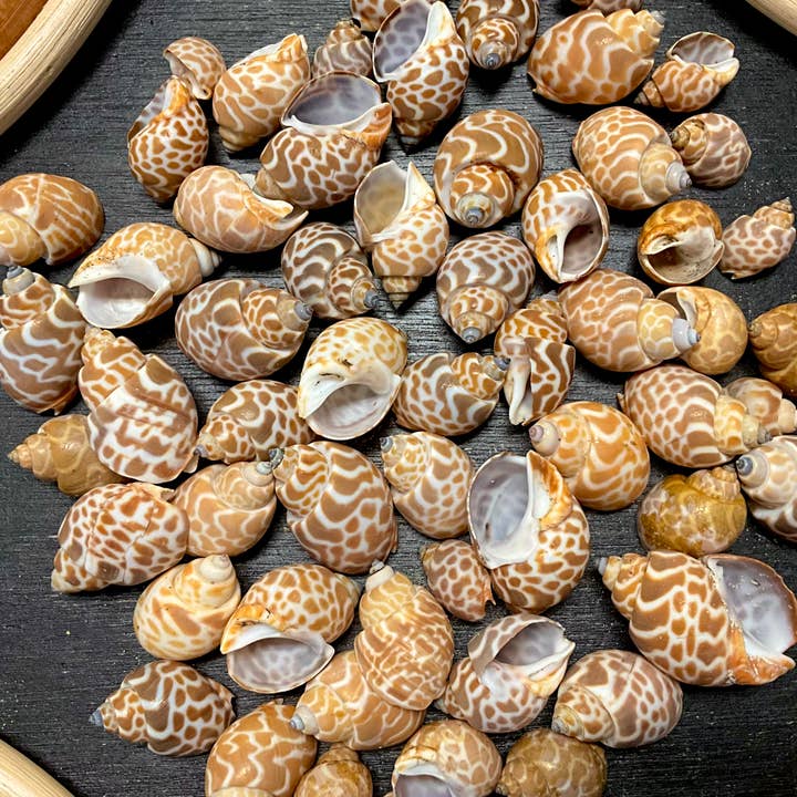 Babylonia Spirata Shells - B21 for wholesale by Spice Islands Coastal