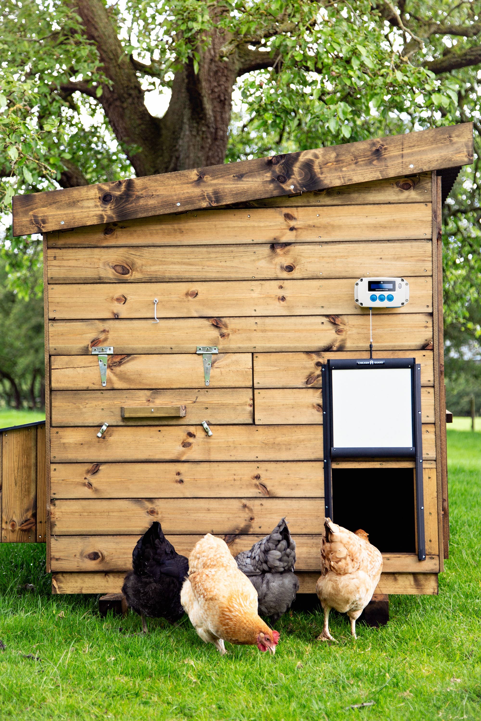 My Favorite Chicken - Wholesale Bird Swing/Toy - ChickenGuard Automatic Coop Door Opener & Self-Locking Door5