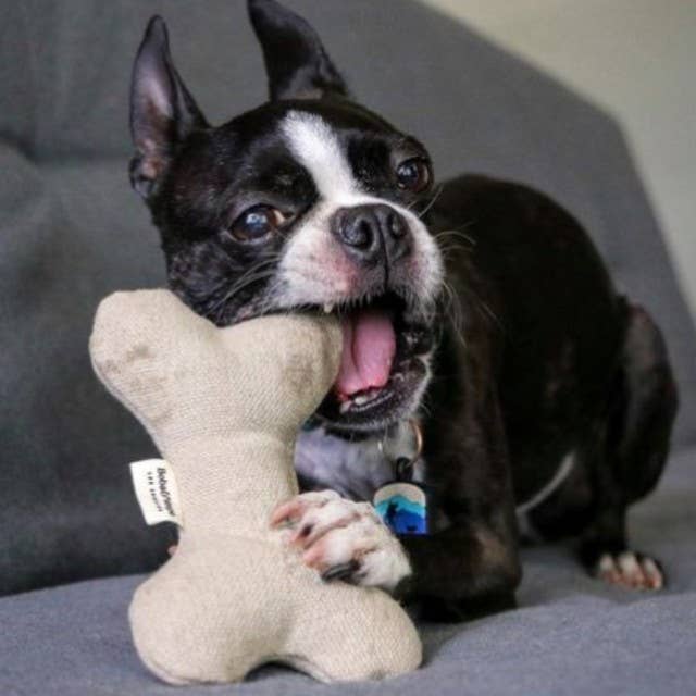 Blanquecino Juguete suave de peluche con huesos de perro para masticar delicadamente | Cáñamo y algodón de venta al por mayor en Faire4