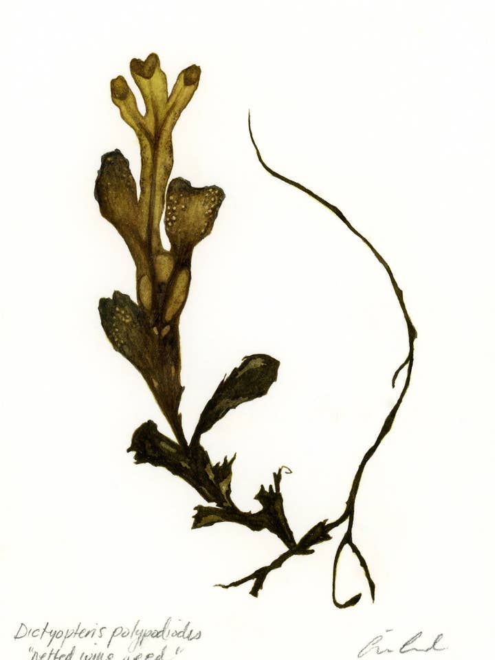 Netted Wing Weed II for wholesale by Artwork by Aine