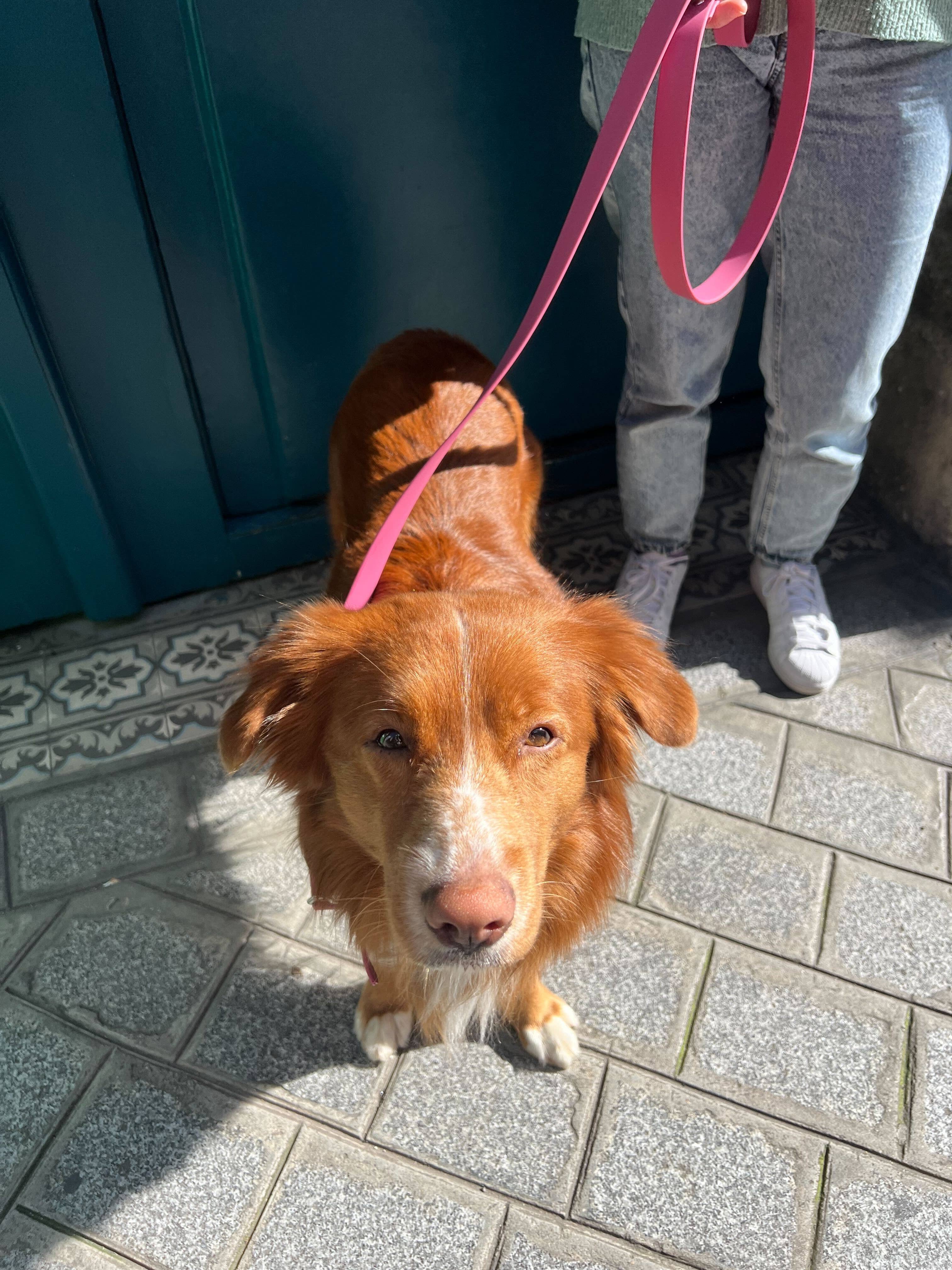 Ploouf Dogs – Engroshandel Halsbånd - Hund – Hundehalsbånd Raspberry Pink ”soft touch”3