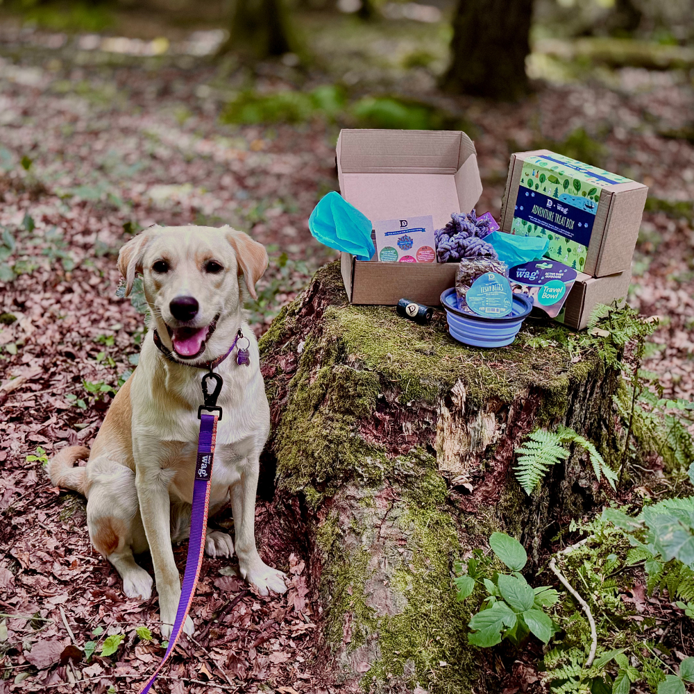 Henry Wag - Wholesale Hondenkoekjes - Hond - Dewkes en Henry Wag Avontuur Traktatie Cadeaubox0