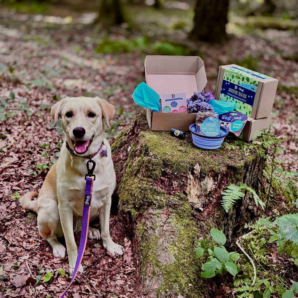 Henry Wag - Vendita all'ingrosso Snack - Cani - Scatola Regalo Avventura Dewkes e Henry Wag