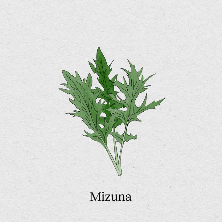 BerlinGreen – wholesale Plant seeds – Mizuna1