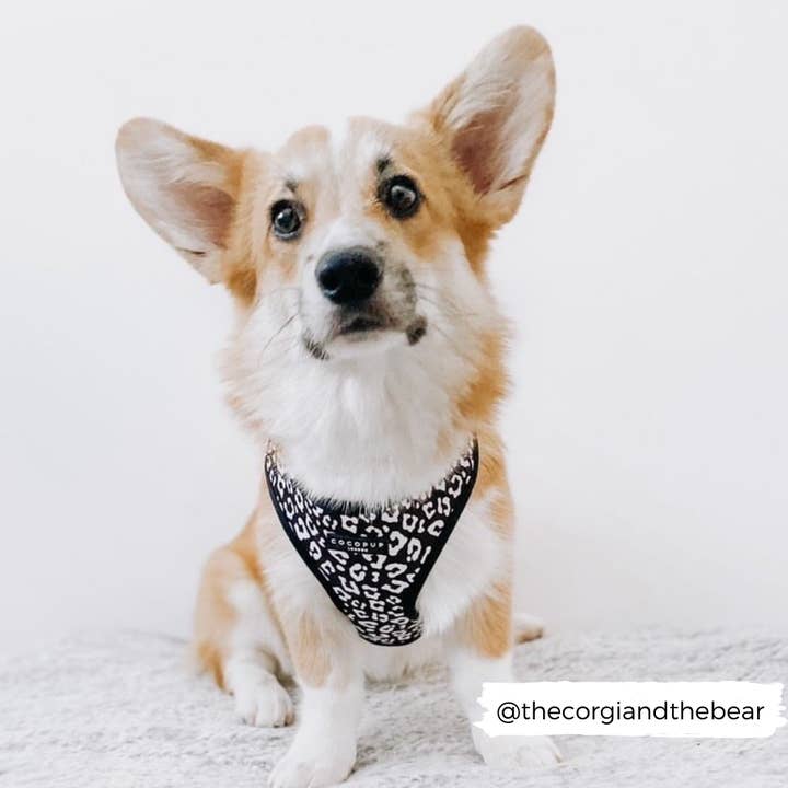 Cocopup London - Vente Harnais – chien - Harnais de cou ajustable léopard noir5