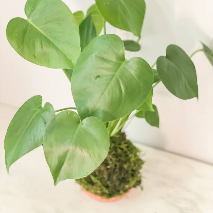 White Stable Farms - Wholesale Live Plant - Philo Split Monstera Kokedama (House Plant Wrapped in Moss)