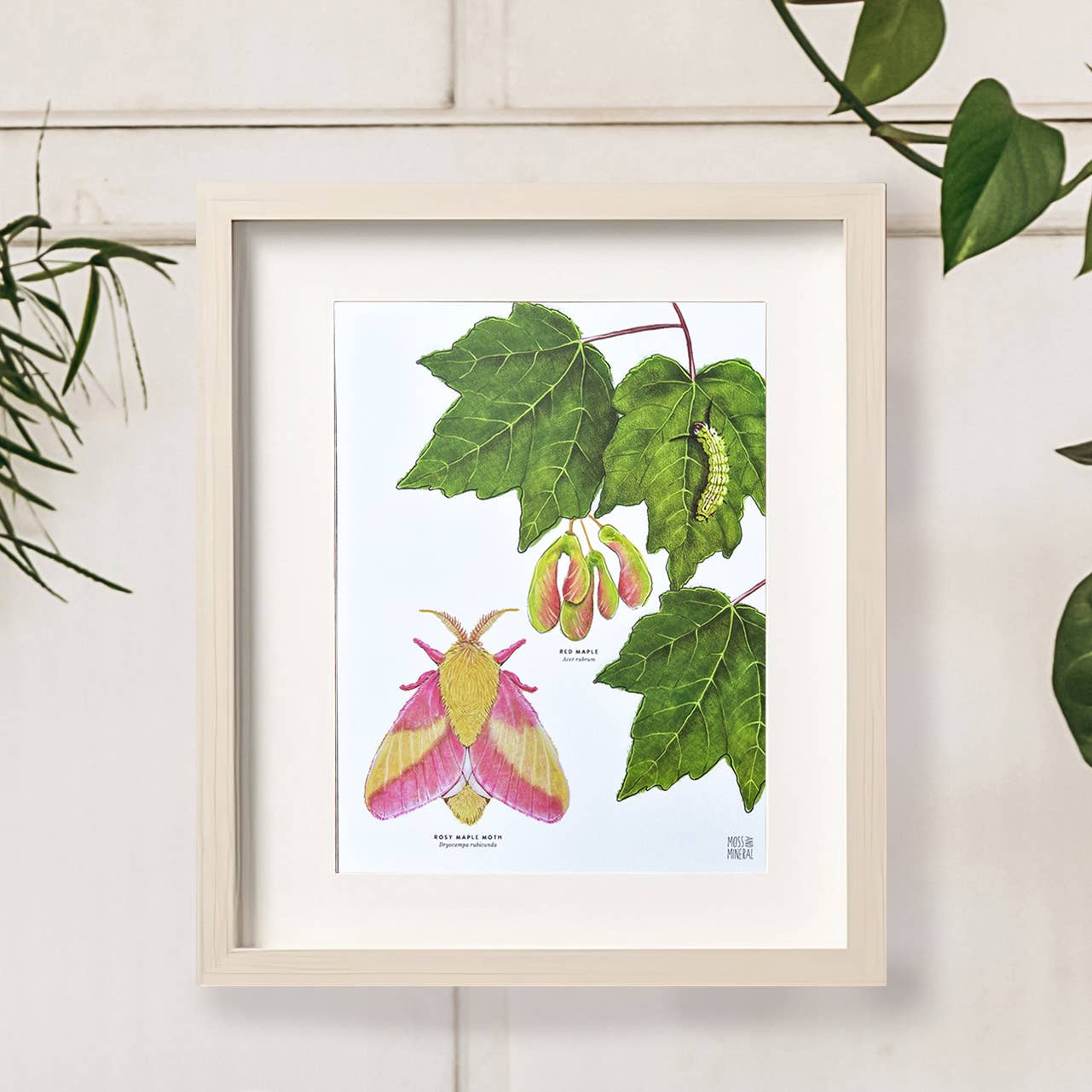 Moss and Mineral - Wholesale Art Print - Rosy Maple Moth and Red Maple, Botanical Illustration5