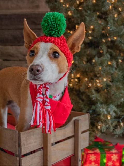 Christmas Pupper Beanie for wholesale by Cozy Knots & Paws