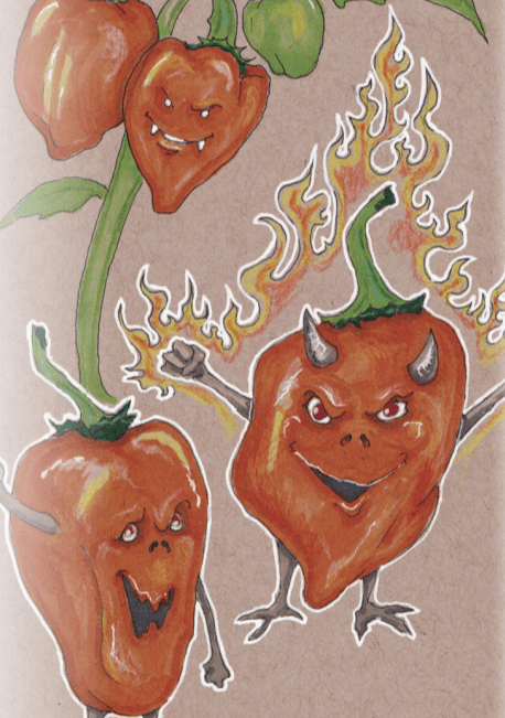 Sow True Seed - Wholesale Plant Seeds - Hot Pepper Seeds - Habanero, Orange1