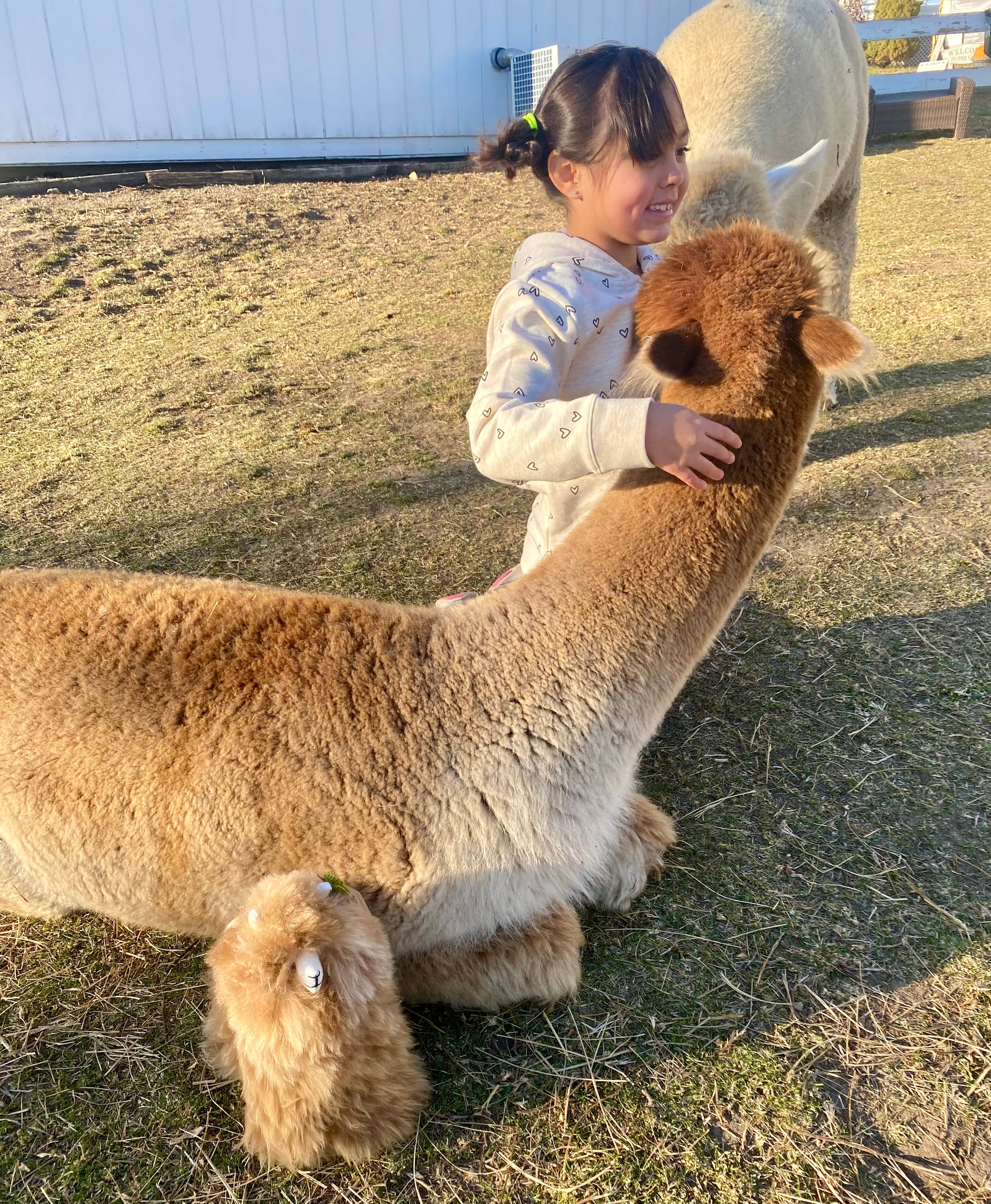 Blossom Inspirations – wholesale Fyllda/plyschleksaker - Barn och baby – Stående alpaca-leksak3