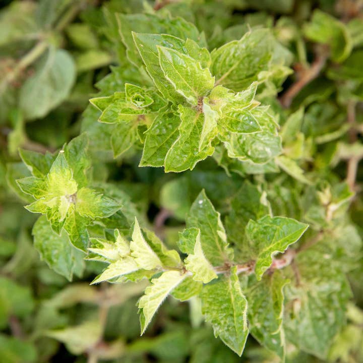 Blake Hill Preserves - Wholesale Jam/Jelly - Black Currant with Wild Mint4
