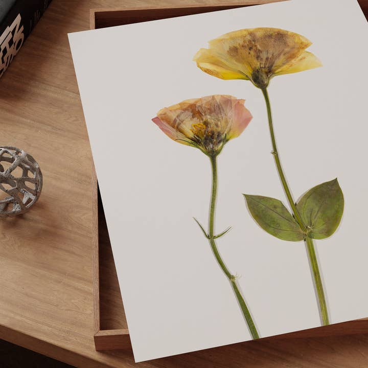 Hope Steinle Pressed Flower Art - Wholesale Art print - Kindred Bloom4