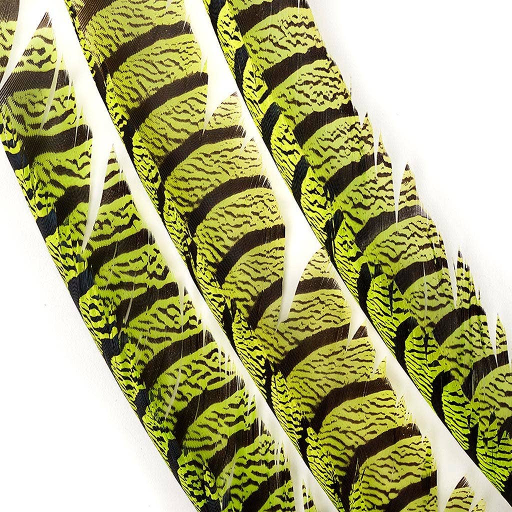 Zucker Feather Products - Vendita all'ingrosso Piume - Code di fagiano Lady Amherst - Lime3