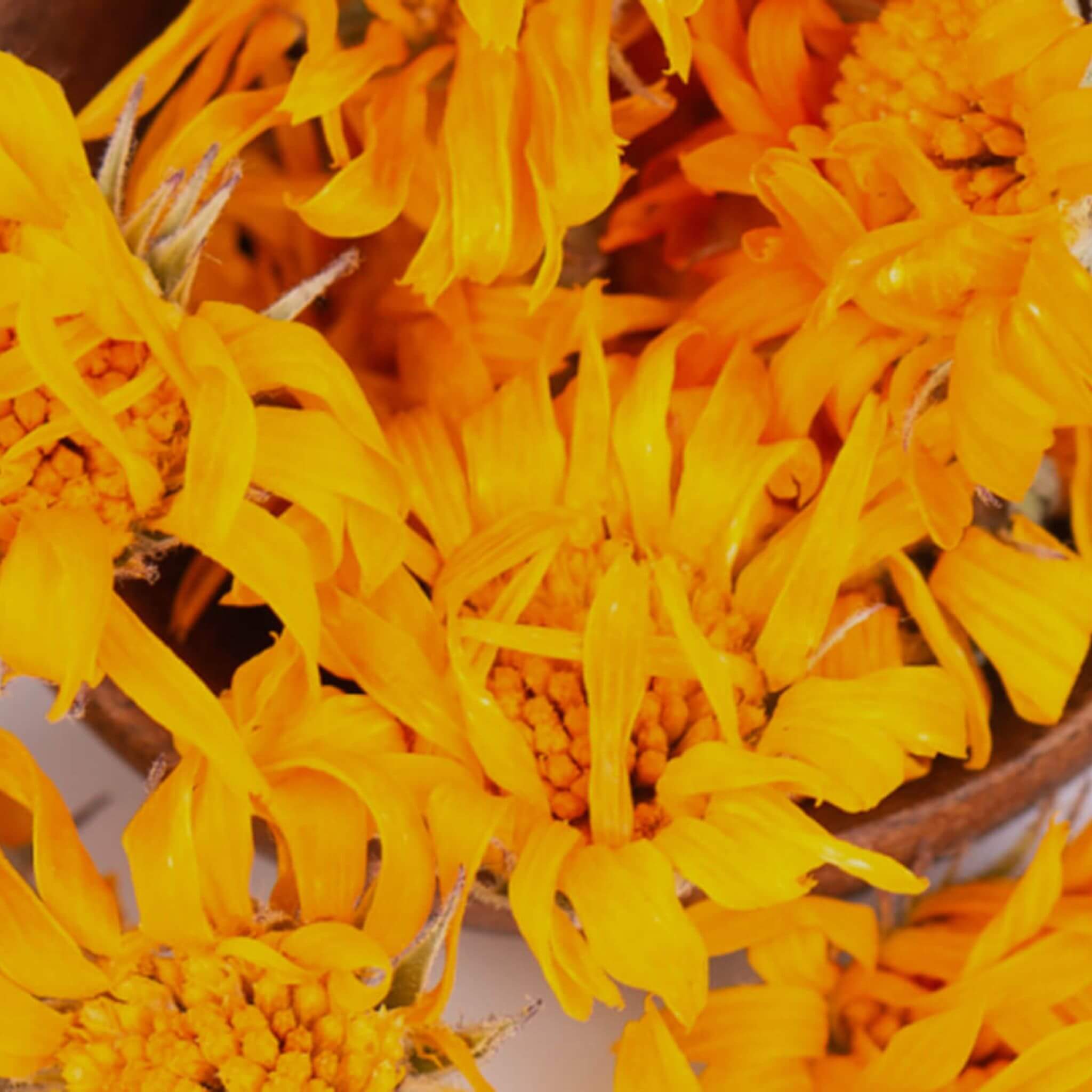 SOWE Botanic Lab - Wholesale Facial Oil - Organic calendula oil1