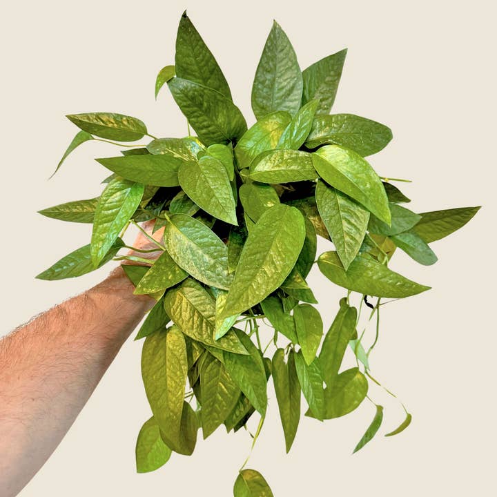 The Greenhouse Wholesale - Wholesale Live Plant - 4" Pothos Cebu Blue