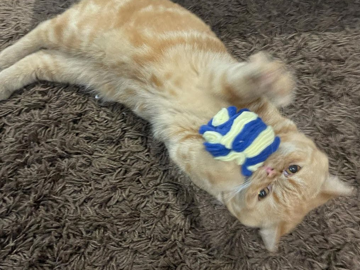 Meow Avenue - Wholesale Pet Toy - Cat - Hide & Seek Felt Balls1