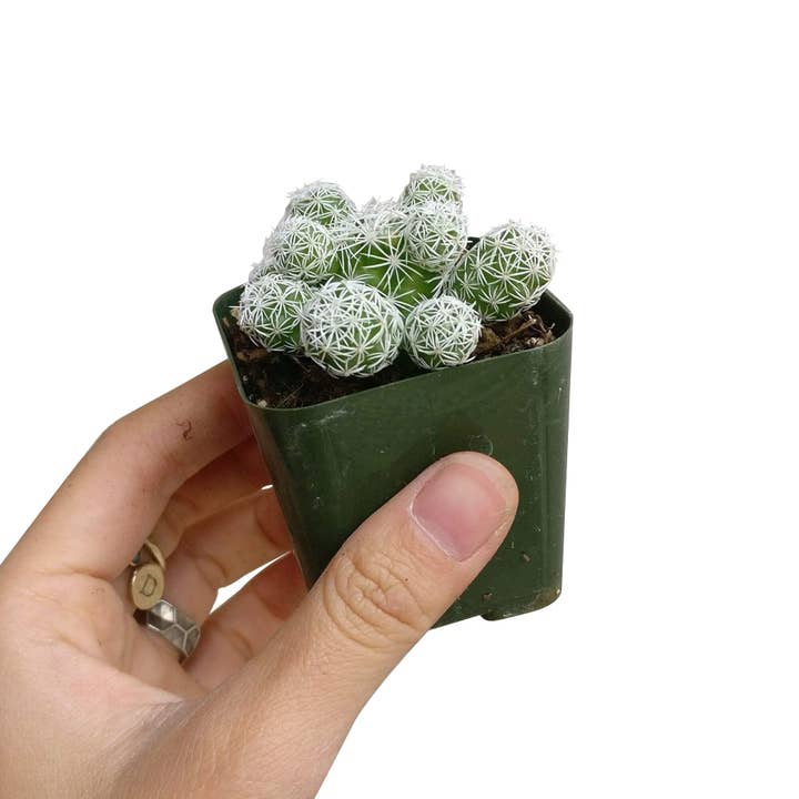 Best Plant Friend - Wholesale Live Plant - Thimble Mammillaria Cactus - Live Cactus in 2/4" Pot