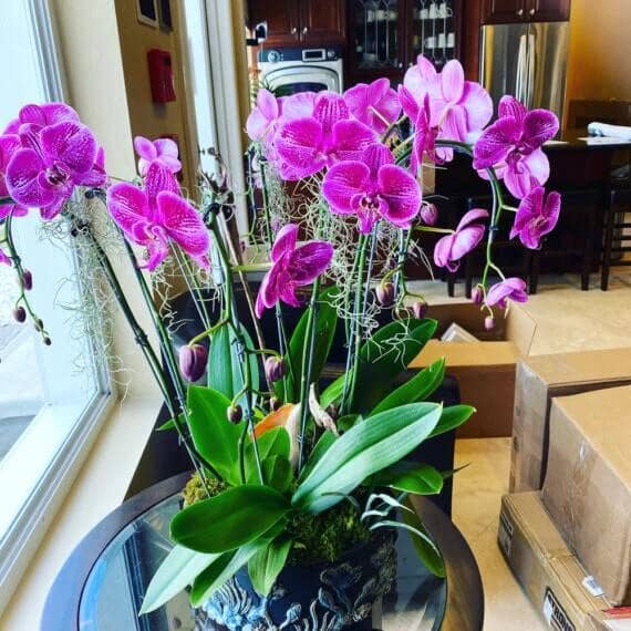 Elm Dirt - Wholesale Fertilizer - Premium Orchid Mist Spray - Foliar Feed (16 oz)1