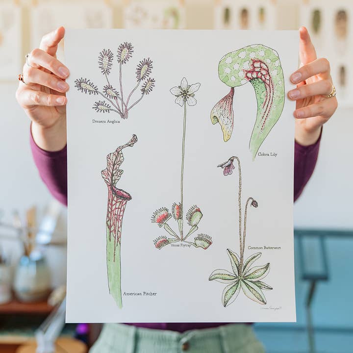 Carnivorous Plant Collection Art Print for wholesale by Linnea Campbell Studio
