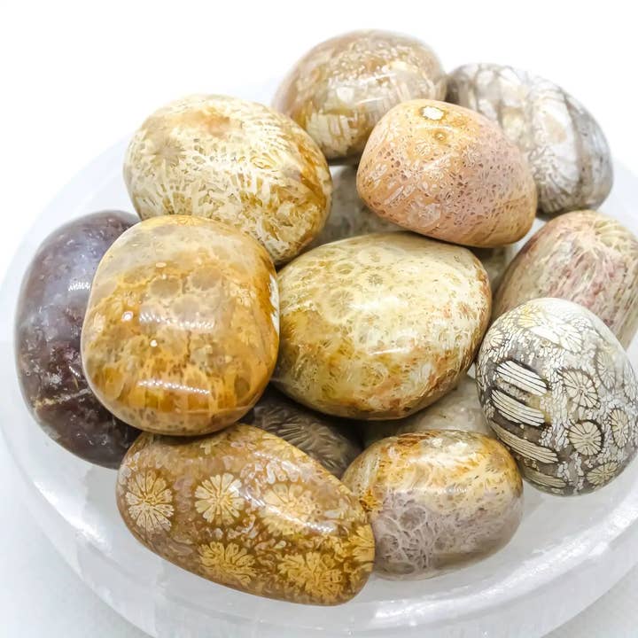 Quasar Gems USA - Wholesale Spiritual stone/crystal - Fossil Coral Tumbled 1/2Kg-1Lbs