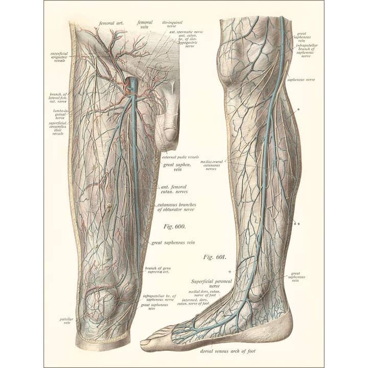 Found Image Press – Engroshandel Brevpapir/sæt med noteskort – Hilsen Kort AY-152 Venesystemet i Benet