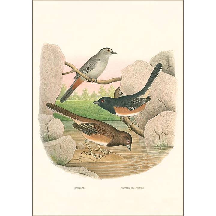 Postal BD-187 Ilustração de Ornitologia por atacado de Found Image Press