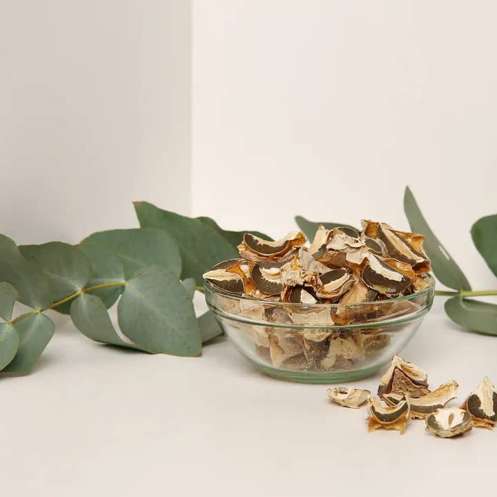 Phallus impudicus for wholesale by Amantia store