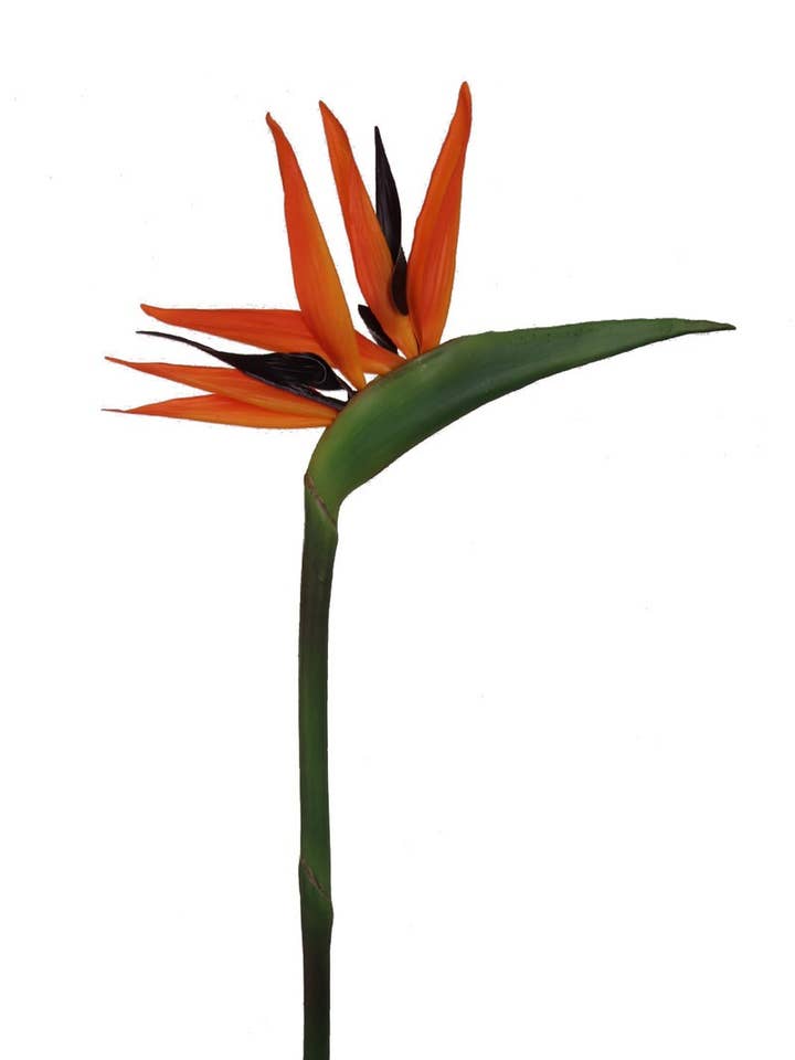 33" Bird Of Paradise Faux for wholesale by Larksilk
