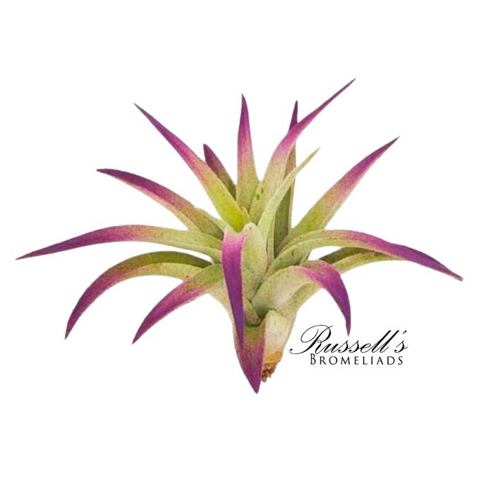 Russell's Bromeliads - Wholesale Live Plant - Plagiotropica, 2-3"1