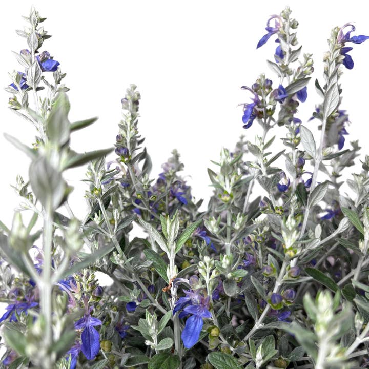 I Giardini Di Giulia - Venta al por mayor Plantas naturales - Teucrium Azureum D. 24 CM H. 60 CM