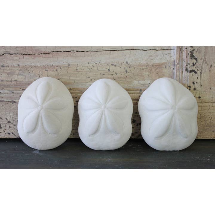 California Seashell Company - Wholesale Decorative Tabletop Object - Sea Biscuit - Choose a Size from 3" - 4.5"
