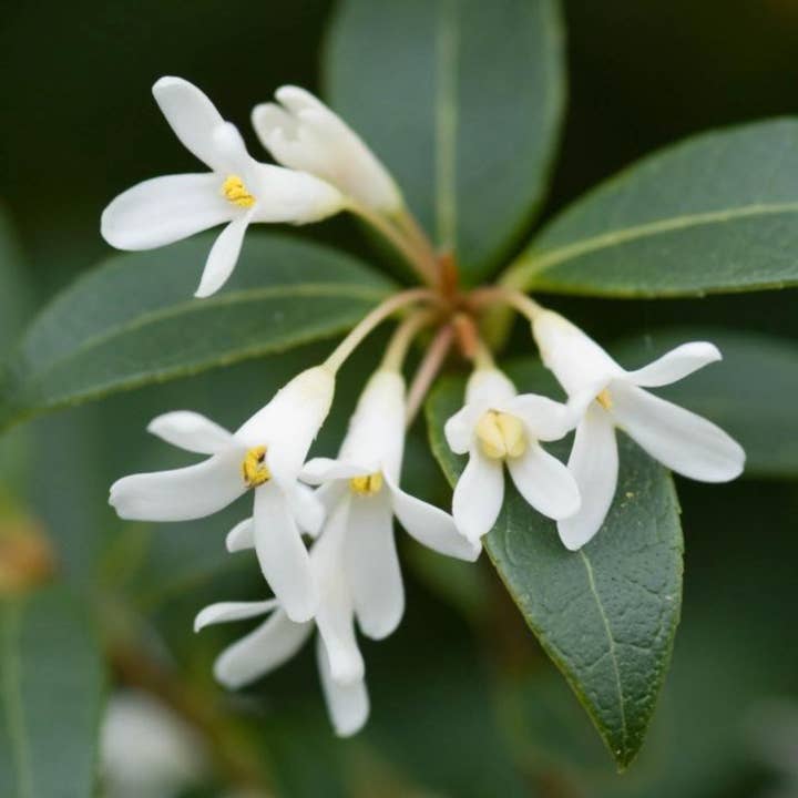 Naturales - Vente Parfums à bille - Dugg Roll on 10 Ml. Eau De Parfum5