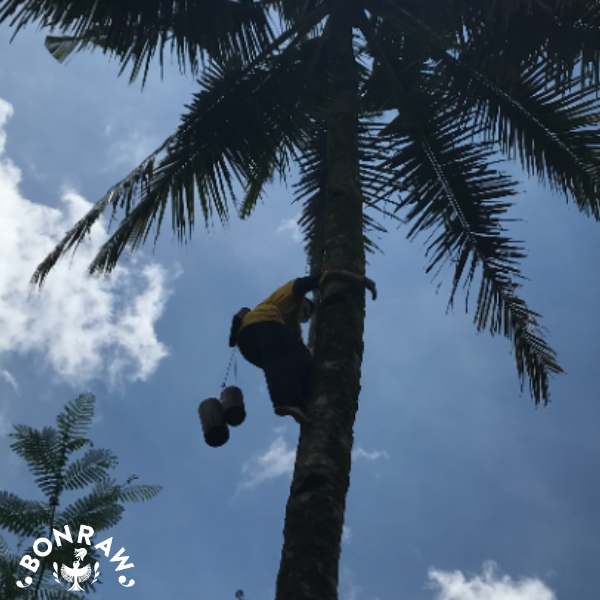 Bonraw Foods - Venta al por mayor Azúcar - Azúcar de flor de coco orgánico Bonraw a granel, 25 kg3