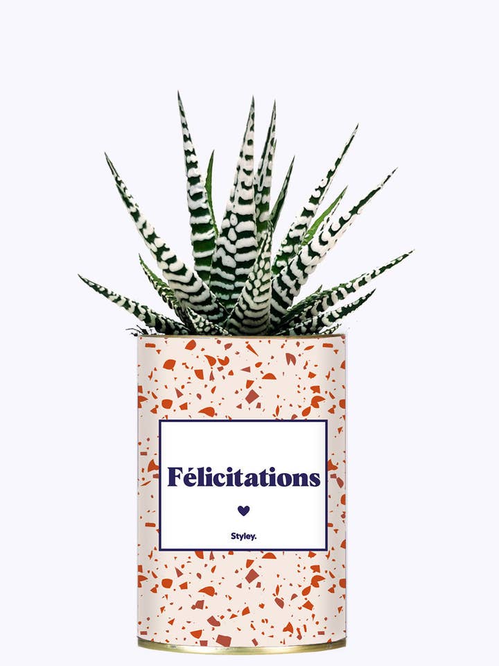 Gefeliciteerd - Cactus voor wholesale door Styley