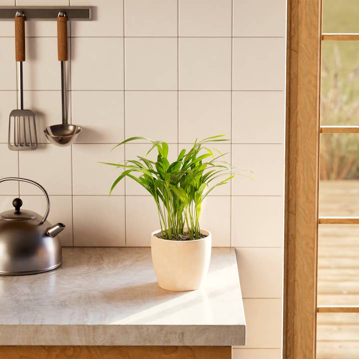 Lively Root - Wholesale Live Plant - Areca Palm Indoor Tree38