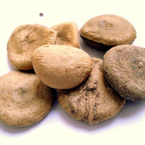 Ollois - Wholesale Oral Supplement/Vitamin - Olloïs Nux Vomica 30C Vegan Organic, 80 Homeopathic Pellets10