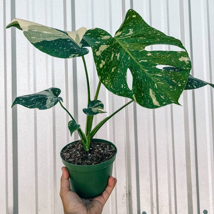 BWH Plant Co - Wholesale Live Plant - 6" Monstera 'Thai Constellation'1
