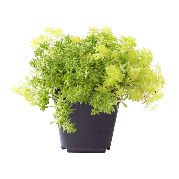 Best Plant Friend - Wholesale Succulent - Sedum Golden Moss - Tokyo Sun Succulents Plant 2/4 inch Pot