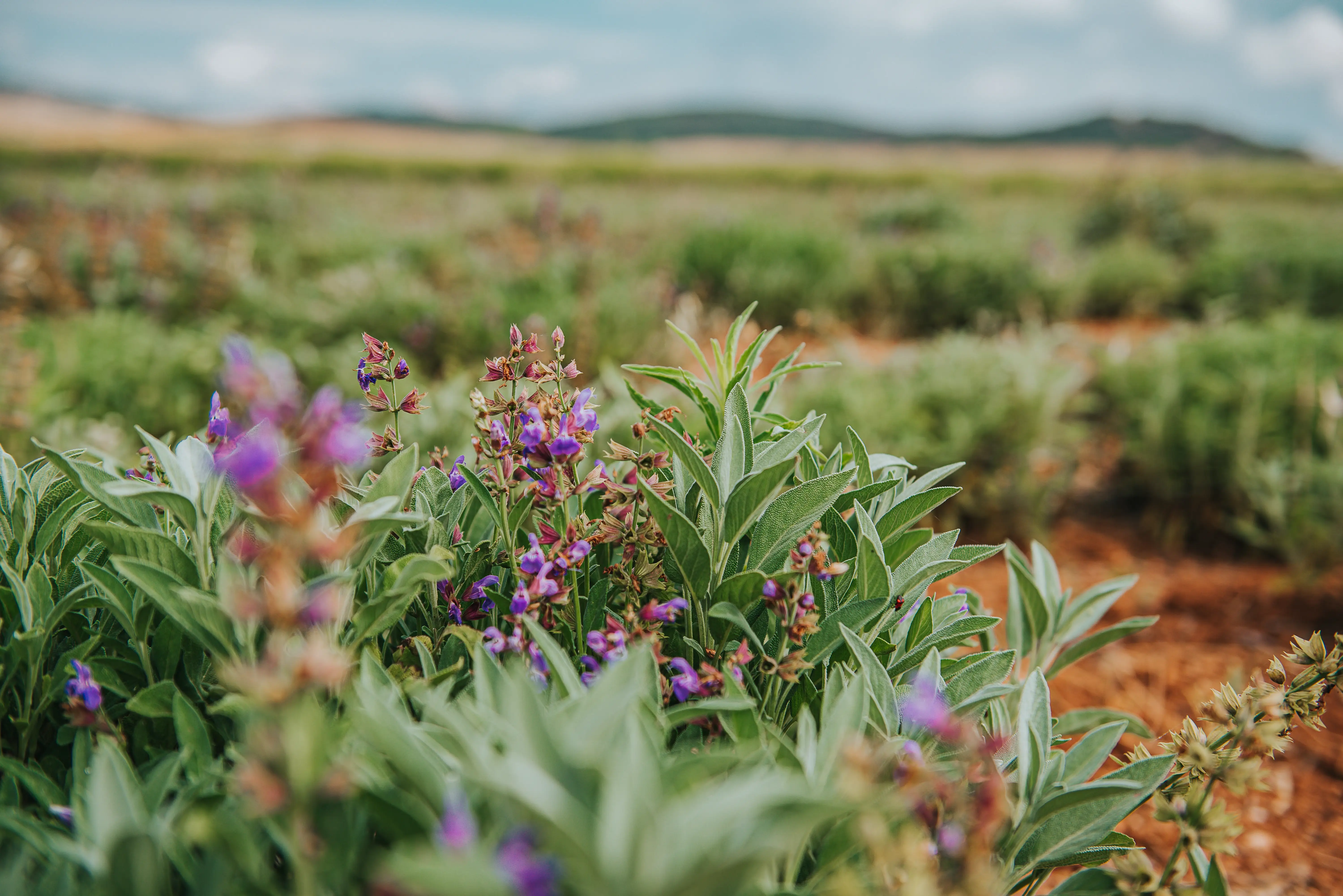 SEVEN SENSES ORGANIC – wholesale Loose tea – 1 Lb Bulk Organic Greek Sage Tea: Tea for cramps1