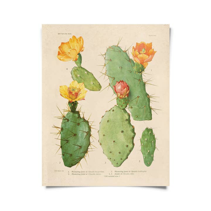 Vintage Botanical Cactus 26 Print clearance for wholesale by Curious Prints