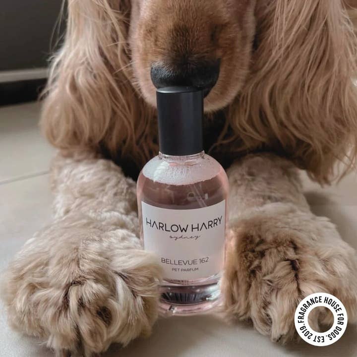 HARLOW HARRY - Wholesale Pet Spray - Dog - Dog Perfume | Bellevue 162